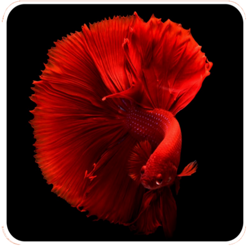 Aquarium Hobby - Learn about Aquarium Fish