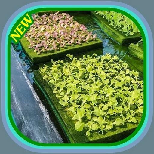 水耕栽培で野菜を栽培する方法