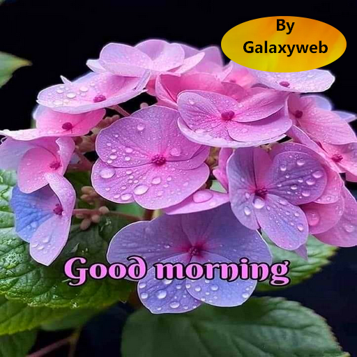 Good Morning Image Wishes 2024