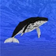 Whale training