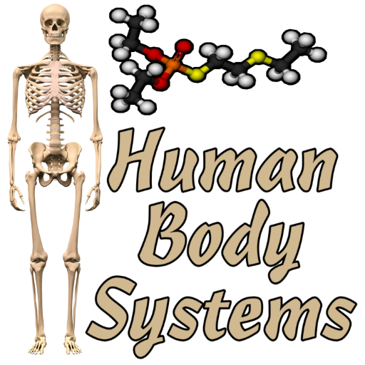 Human Body Systems