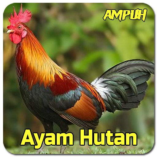 Suara Pancingan Ayam Hutan