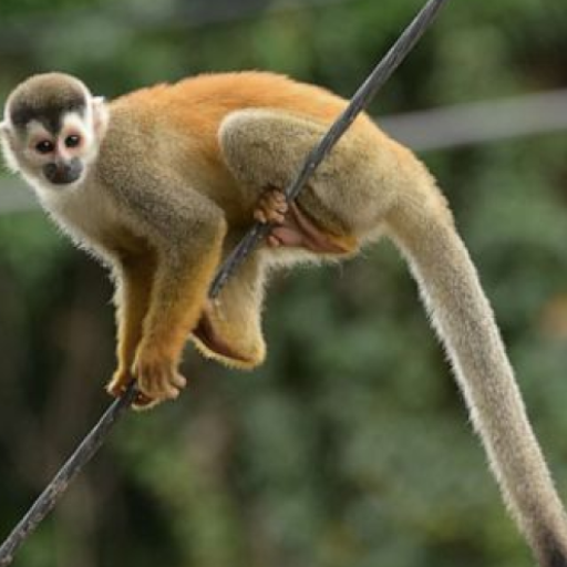 Monkey Sound Effects