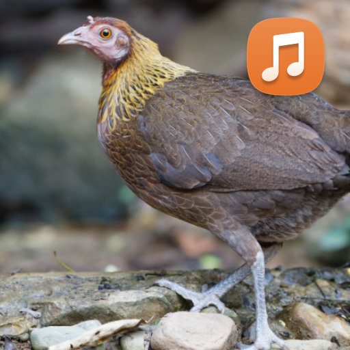 Female Red Junglefowl Sound HD