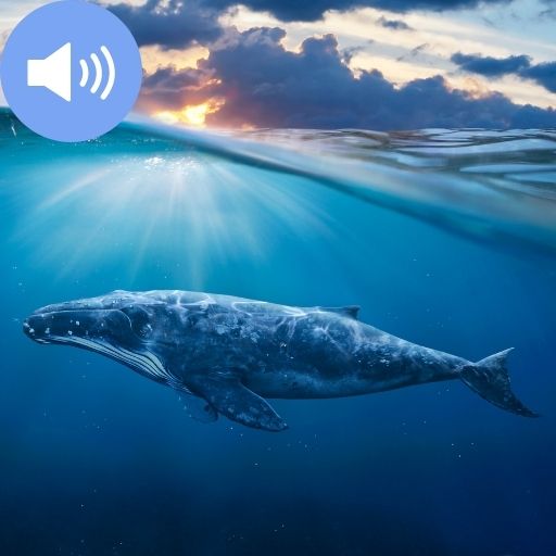 Whale Sounds and Wallpapers