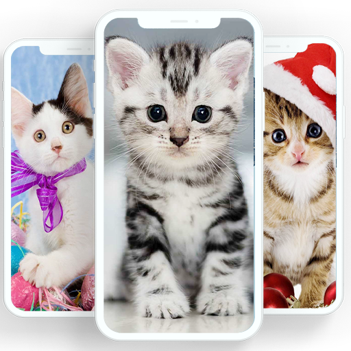 Cats Wallpapers - Cute Backgrounds