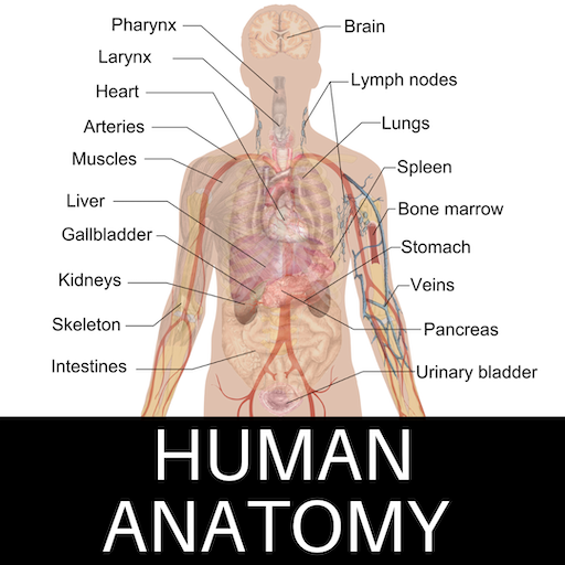 Human Anatomy