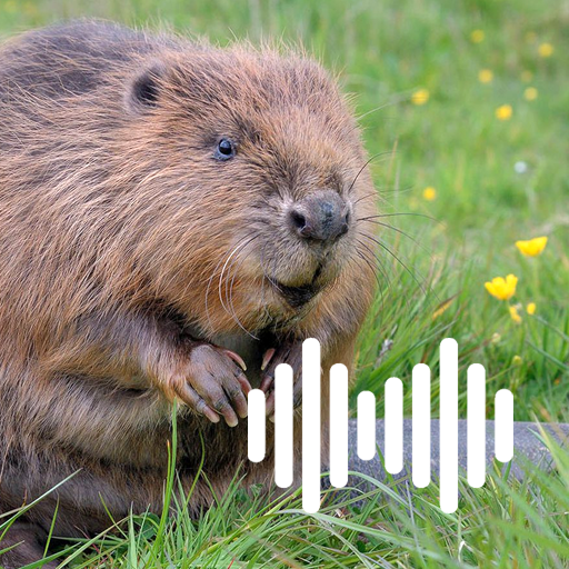 Beaver Hunting Calls