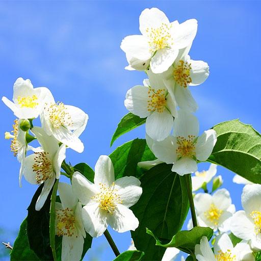 Jasmine: papéis de parede e fundos de flores em HD