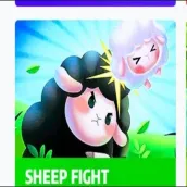 sheep fights