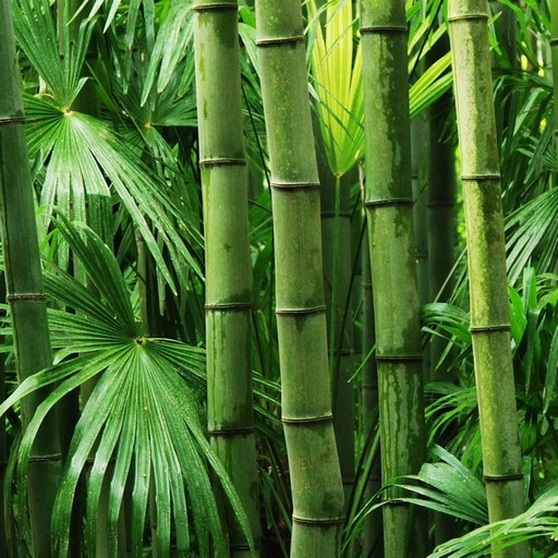Wallpaper Bambu