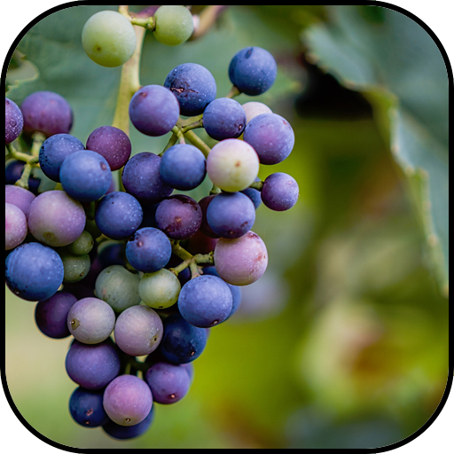 Grapes wallpapers