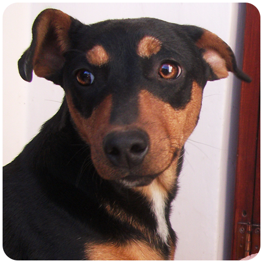 Dog Sounds