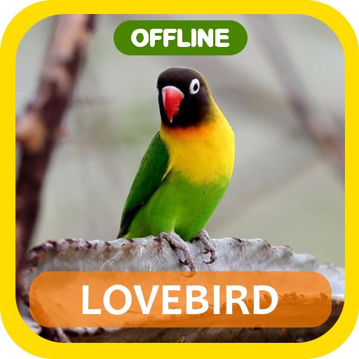 Masteran loveBird Full Isian