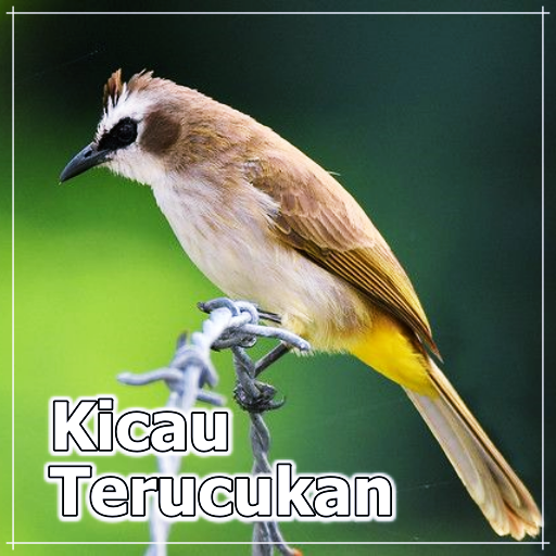 Kicau Burung Trucukan Offline