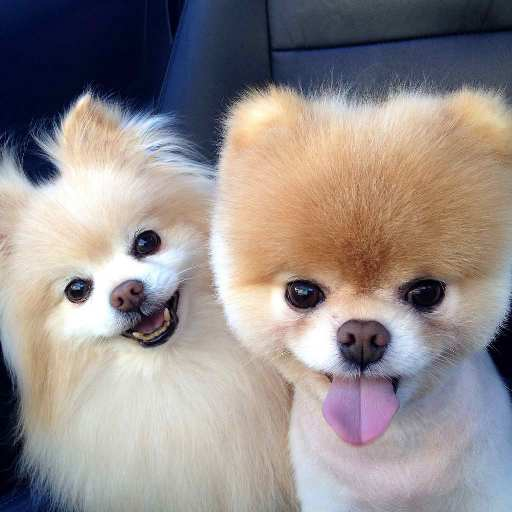 Pomeranian Dog Wallpapers HD