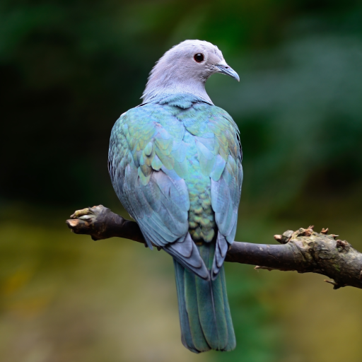 Green Pigeon Sounds