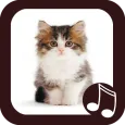 Cat Meow Real Sounds