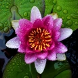 Water Lily Wallpaper HD