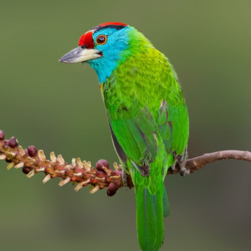 Blue-throated barbet sounds