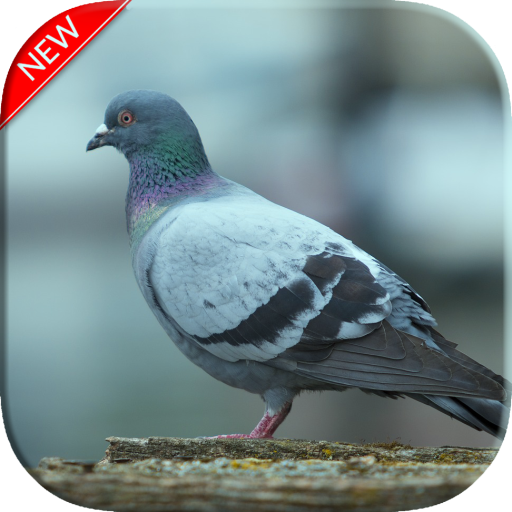 Pigeon Wallpapers