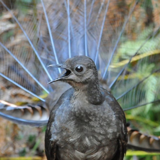 Lyrebird Sounds