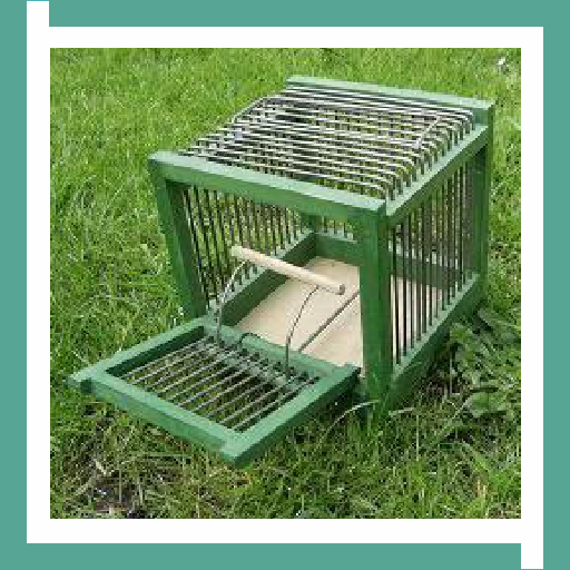 Bird Trap Design Ideas