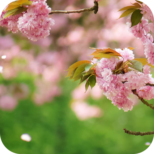 Spring Flowers Live Wallpaper