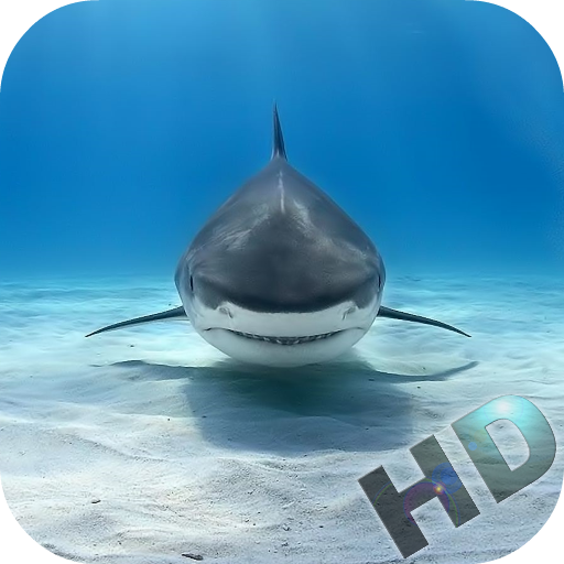 Sharks Video Live Wallpaper