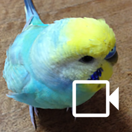 बजरीगर कैमरा Budgerigar Camera