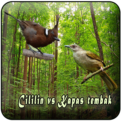 Cililin Vs Kapas Tembak Offlin