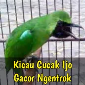 Cucak Ijo Gacor Ngentrok
