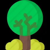 Batoko Plum Tree