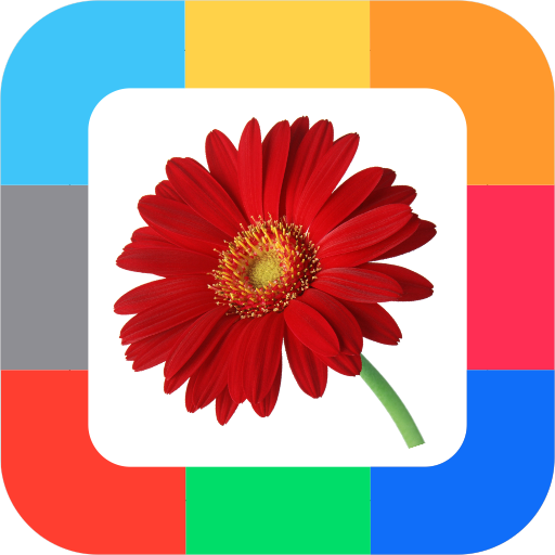 Flashcards Flowers for kids