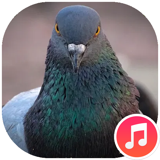 Pigeon Sounds