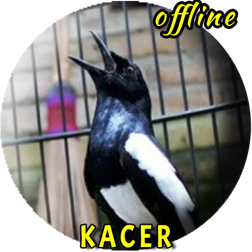 Masteran Kacer Gacor Ngeplong