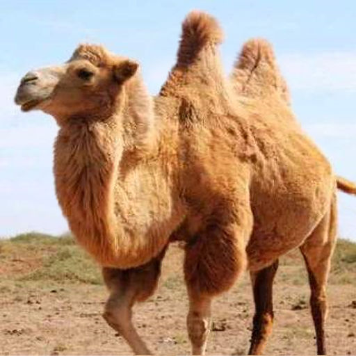 O camelo