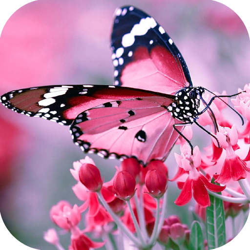 Butterfly HD Wallpapers