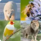 guess the animal name