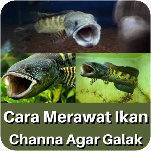 Cara Merawat Ikan Channa Galak