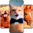 Animal Wallpapers Full HD / 4K