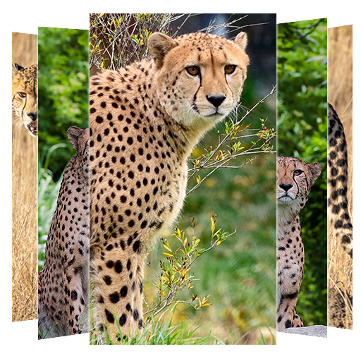 Cheetah Wallpapers