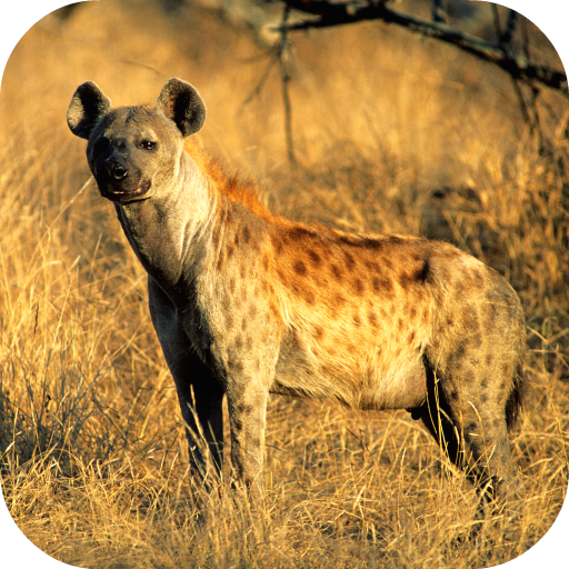 Hyena Sounds