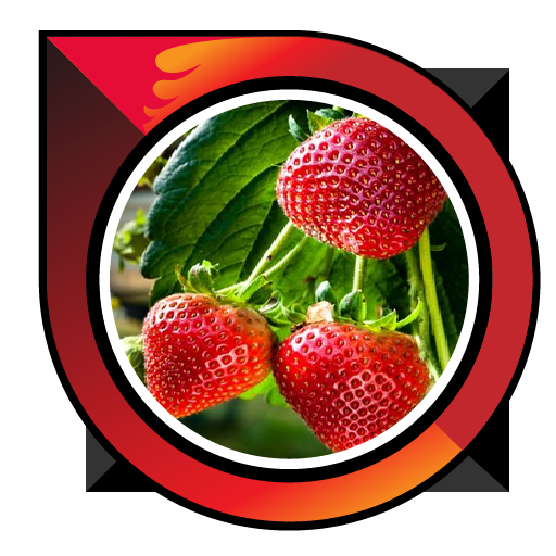 how to cultivate strawberries