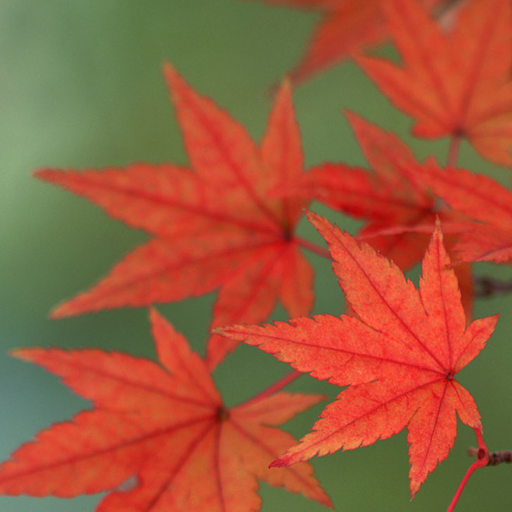 Maple Leaf Live Wallpaper