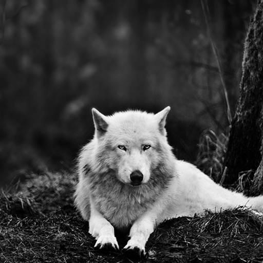 Wolf Hd Wallpaper