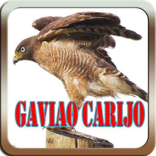 Canto de Gaviao Carijo