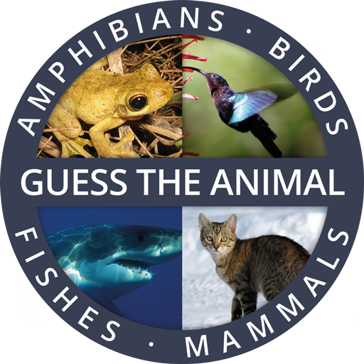 Guess the Animal Quiz App: Gue