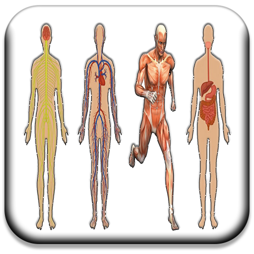 All Body Systems