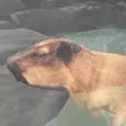 Kapibara pemandian air panas